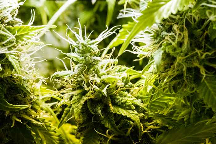 CBD Oil Basics-Market Outlook and Production